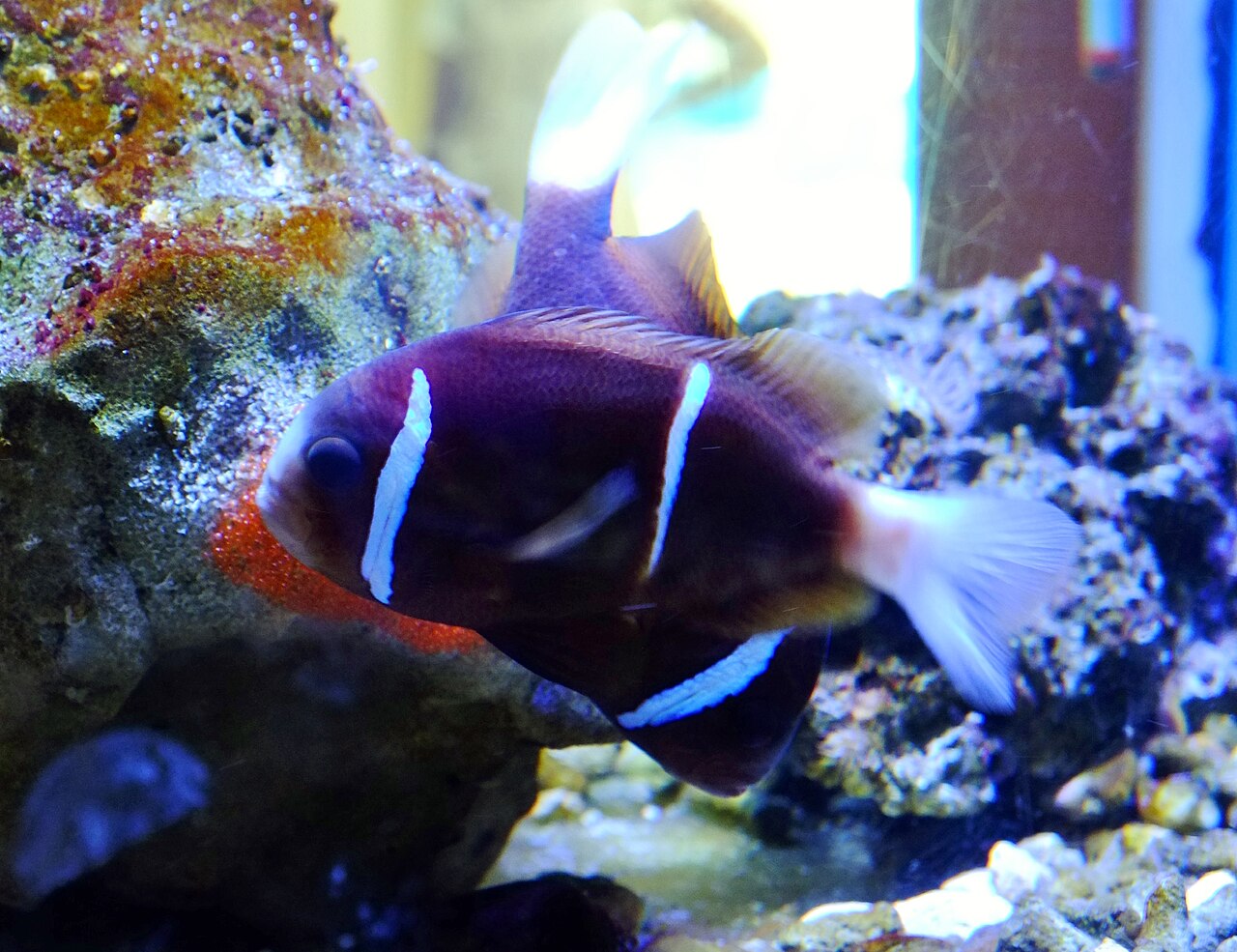 Barrier reef anemonefish (Amphiprion akindynos)
