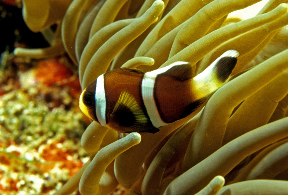 Barrier reef anemonefish (Amphiprion akindynos)
