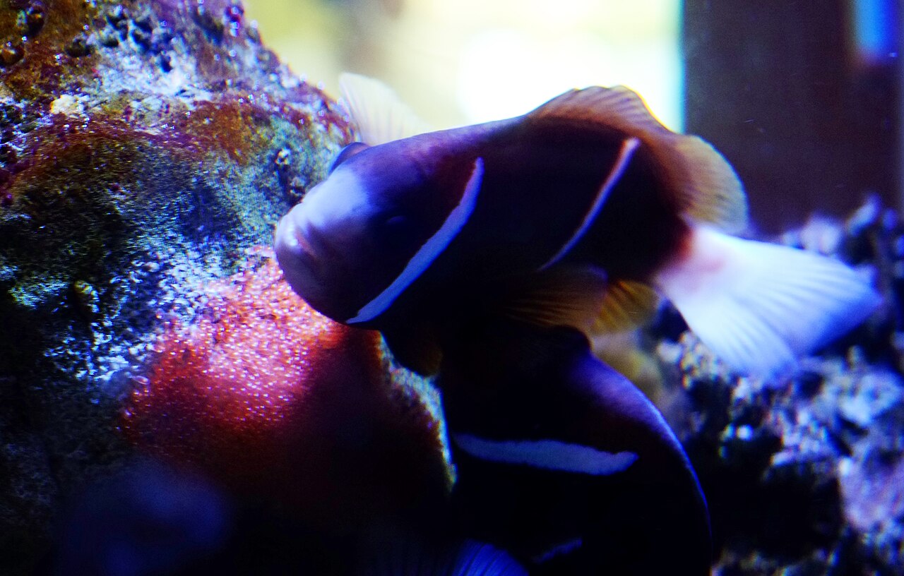 Barrier reef anemonefish (Amphiprion akindynos)