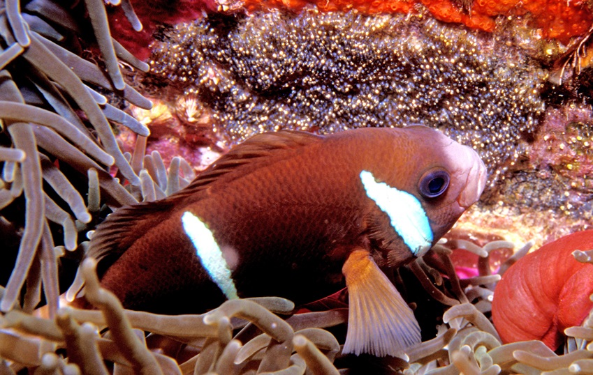 Barrier reef anemonefish (Amphiprion akindynos)