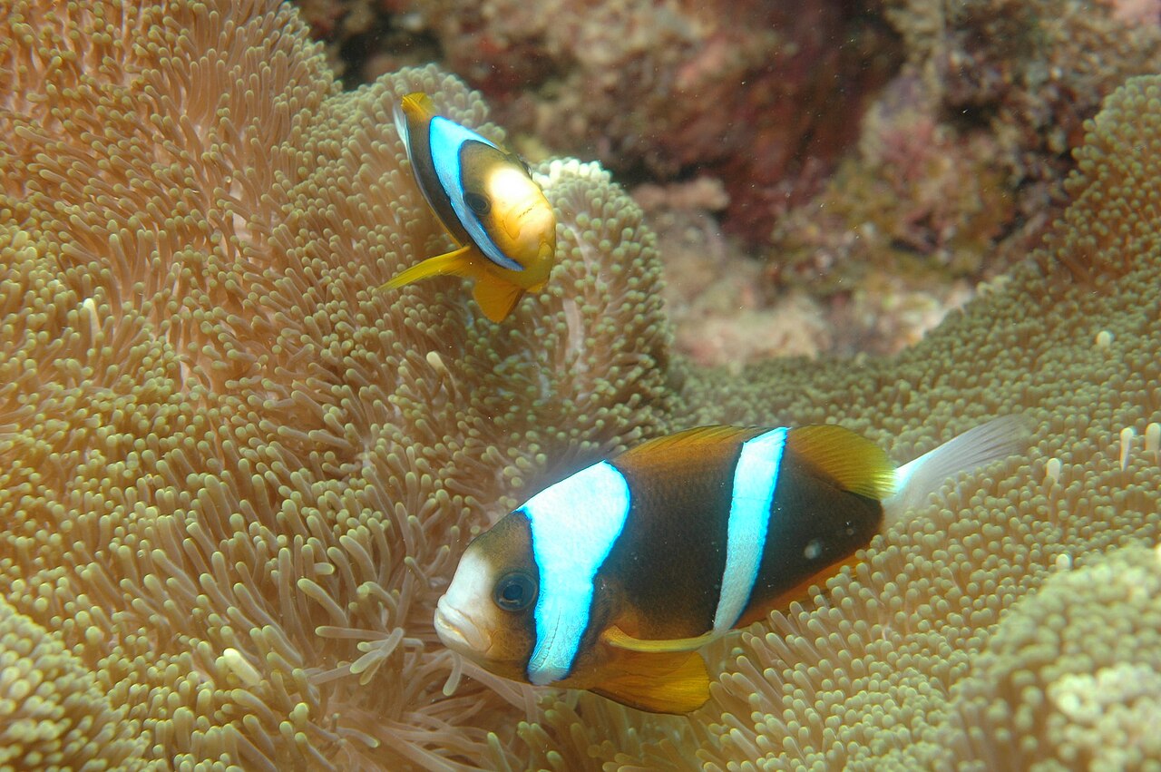Barrier reef anemonefish (Amphiprion akindynos)