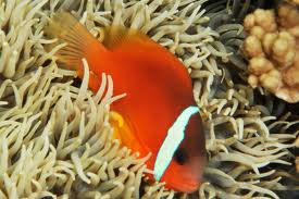Amphiprion barberi