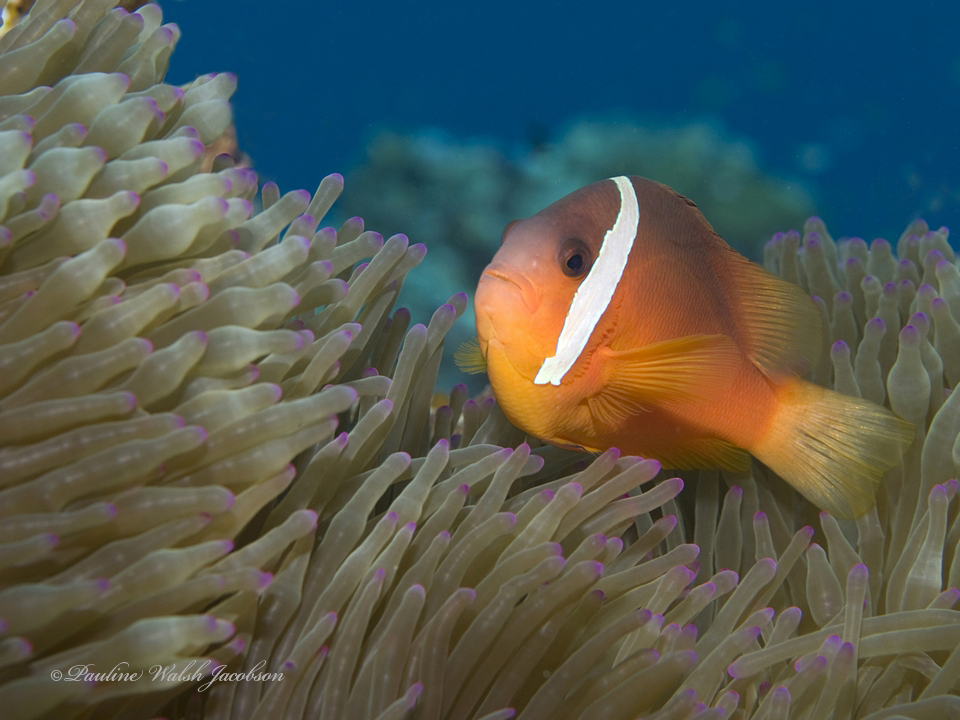 Amphiprion barberi