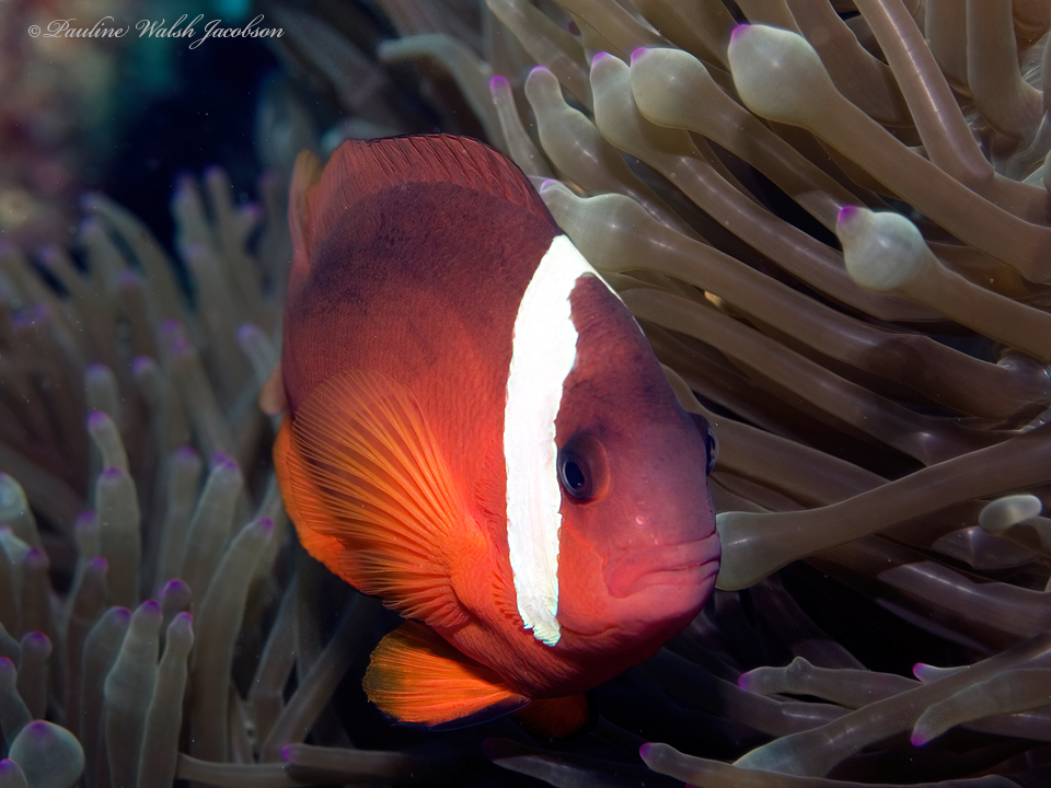 Amphiprion barberi