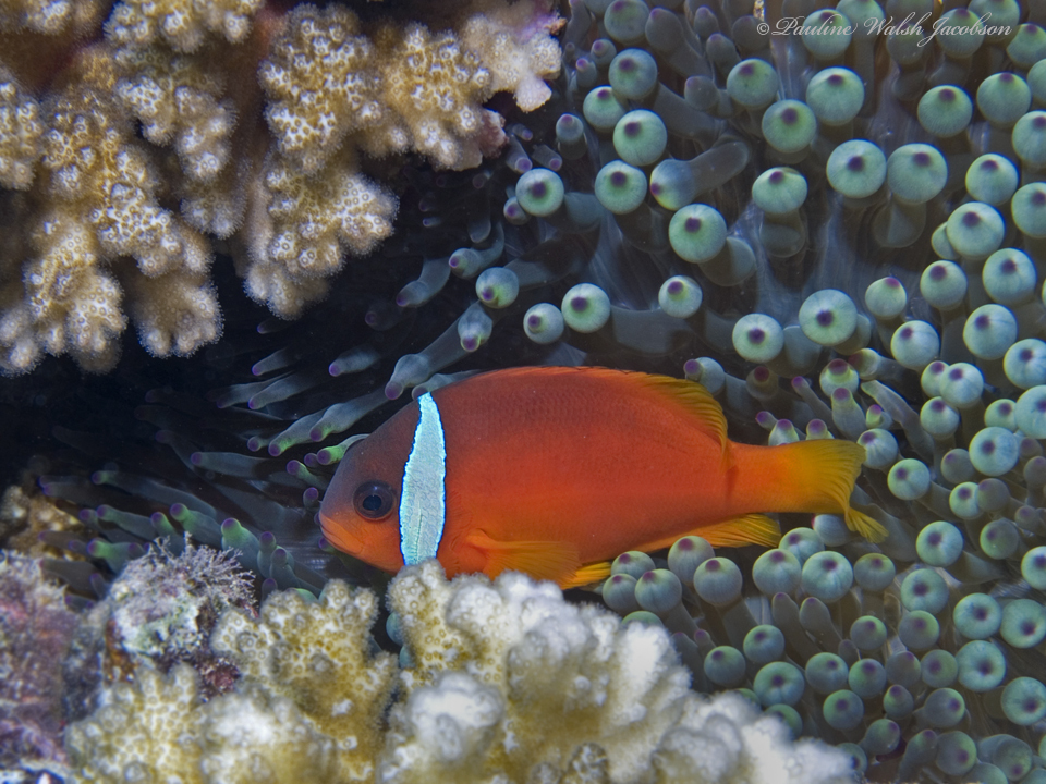 Amphiprion barberi