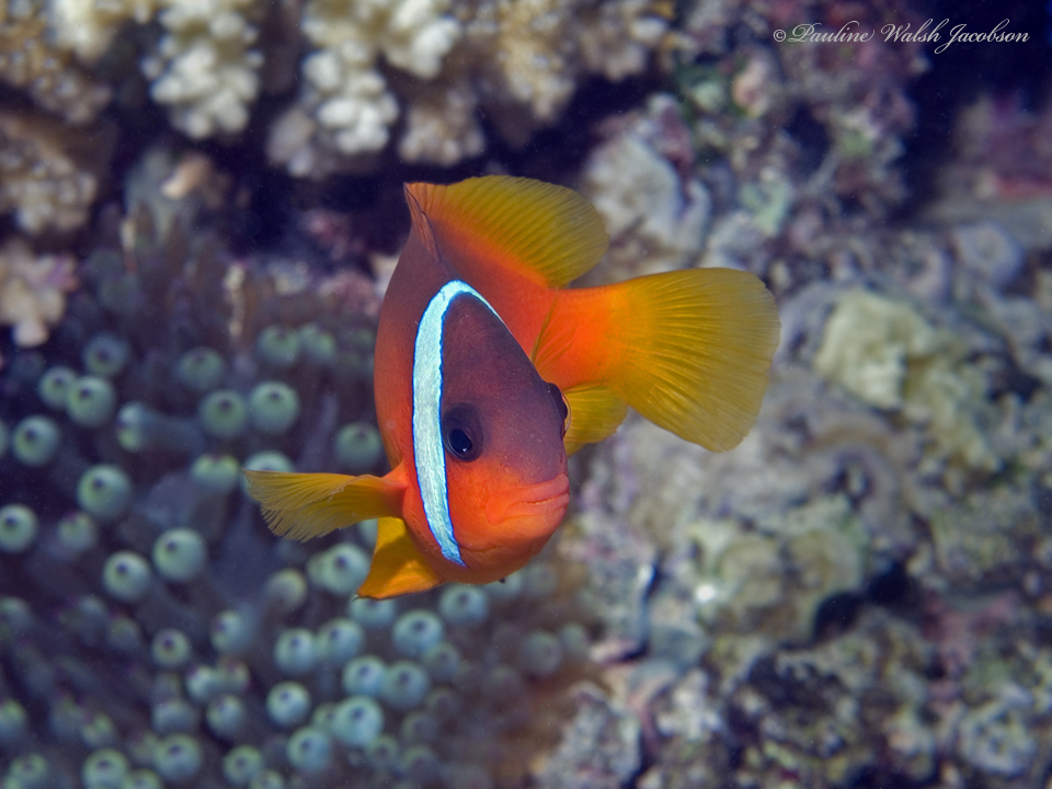 Amphiprion barberi