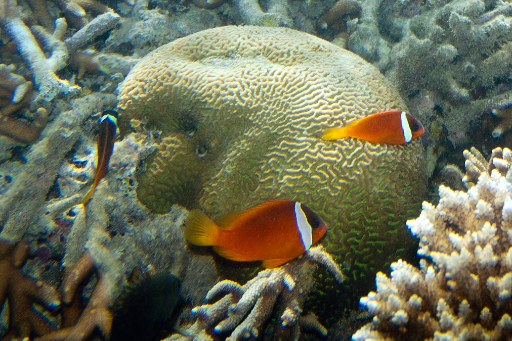 Amphiprion barberi