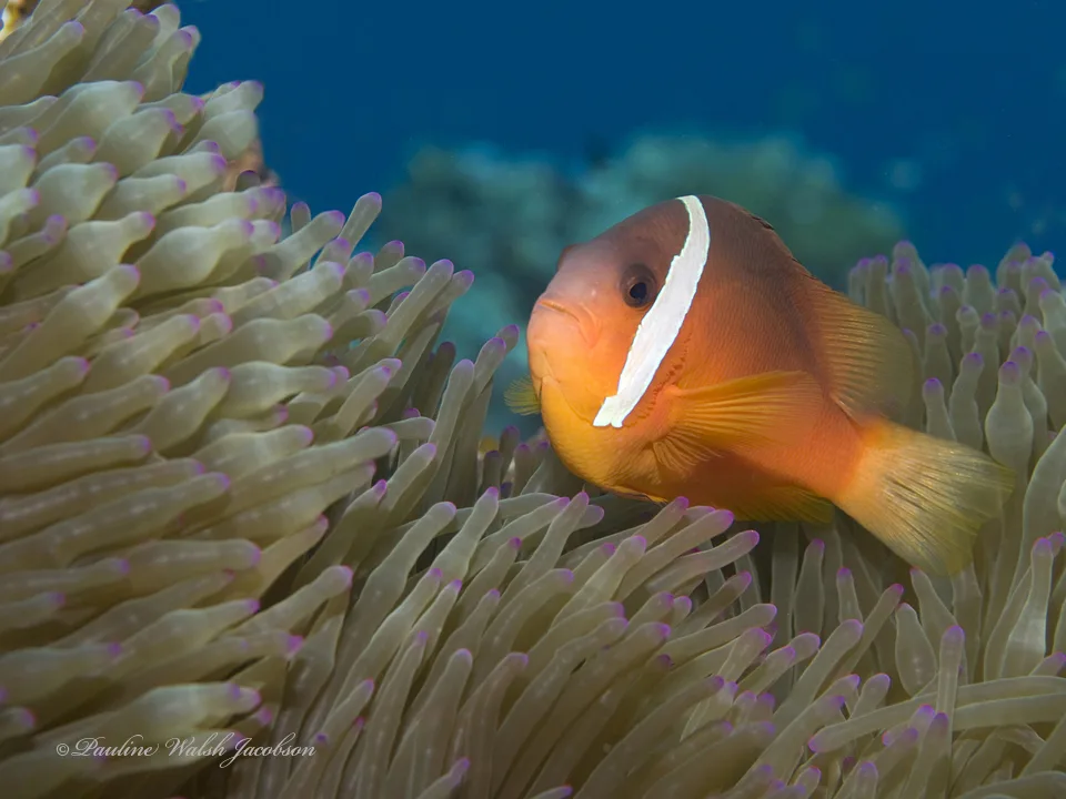 Amphiprion barberi