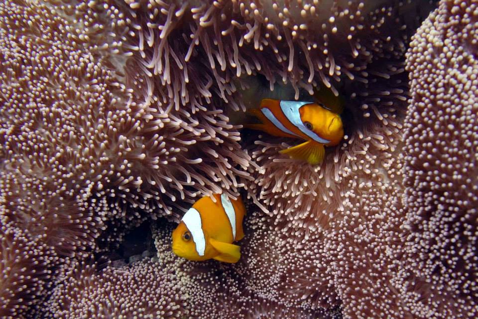 Chagos anemonefish (Amphiprion chagosensis)