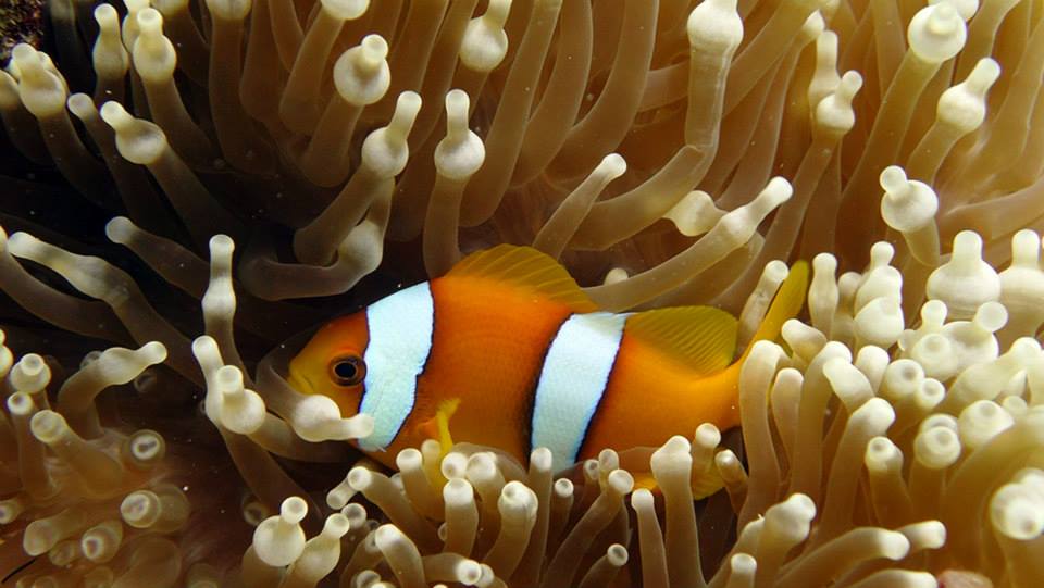 Chagos anemonefish (Amphiprion chagosensis)