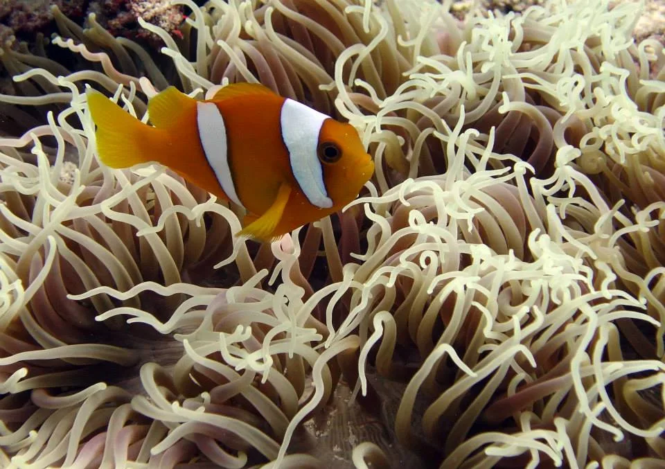 Chagos anemonefish (Amphiprion chagosensis)