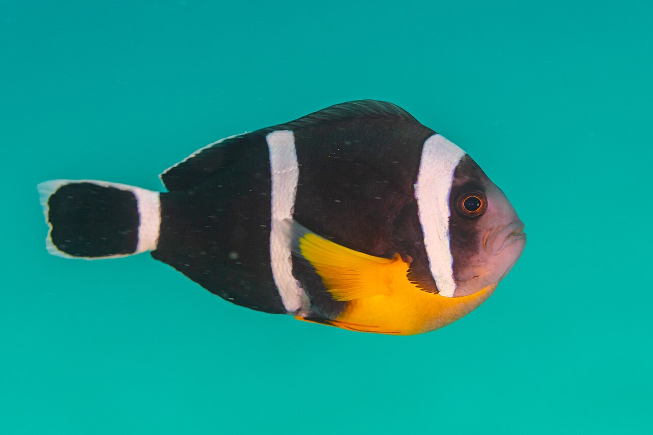 Mauritian anemonefish (Amphiprion chrysogaster)