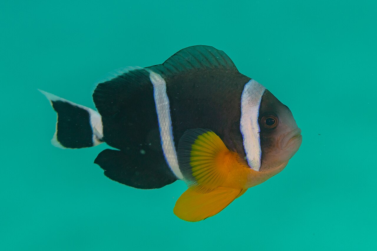 Mauritian anemonefish (Amphiprion chrysogaster)