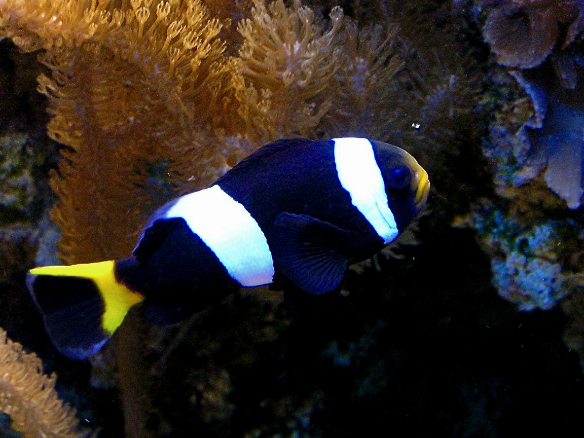 Mauritian anemonefish (Amphiprion chrysogaster)