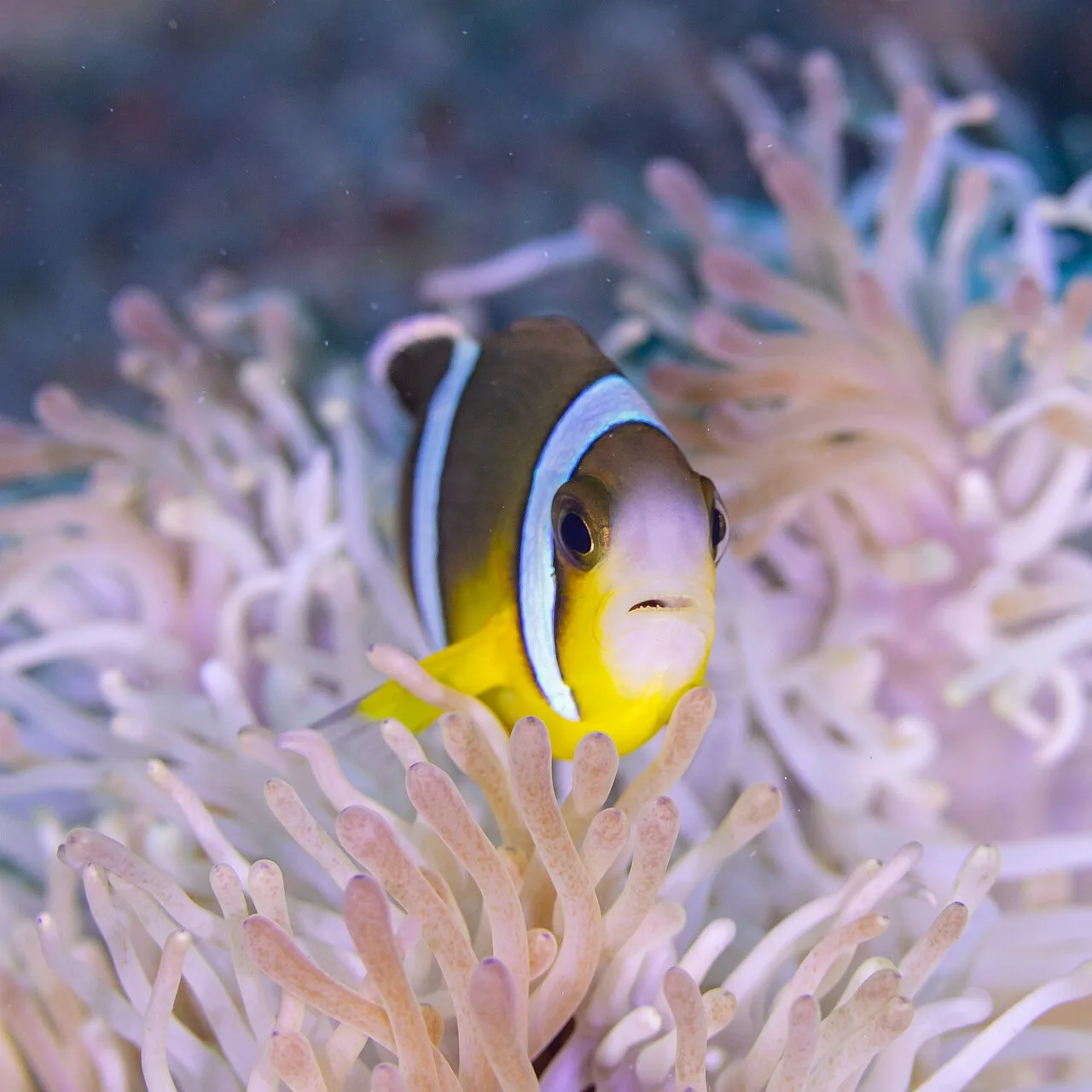 Mauritian anemonefish (Amphiprion chrysogaster)