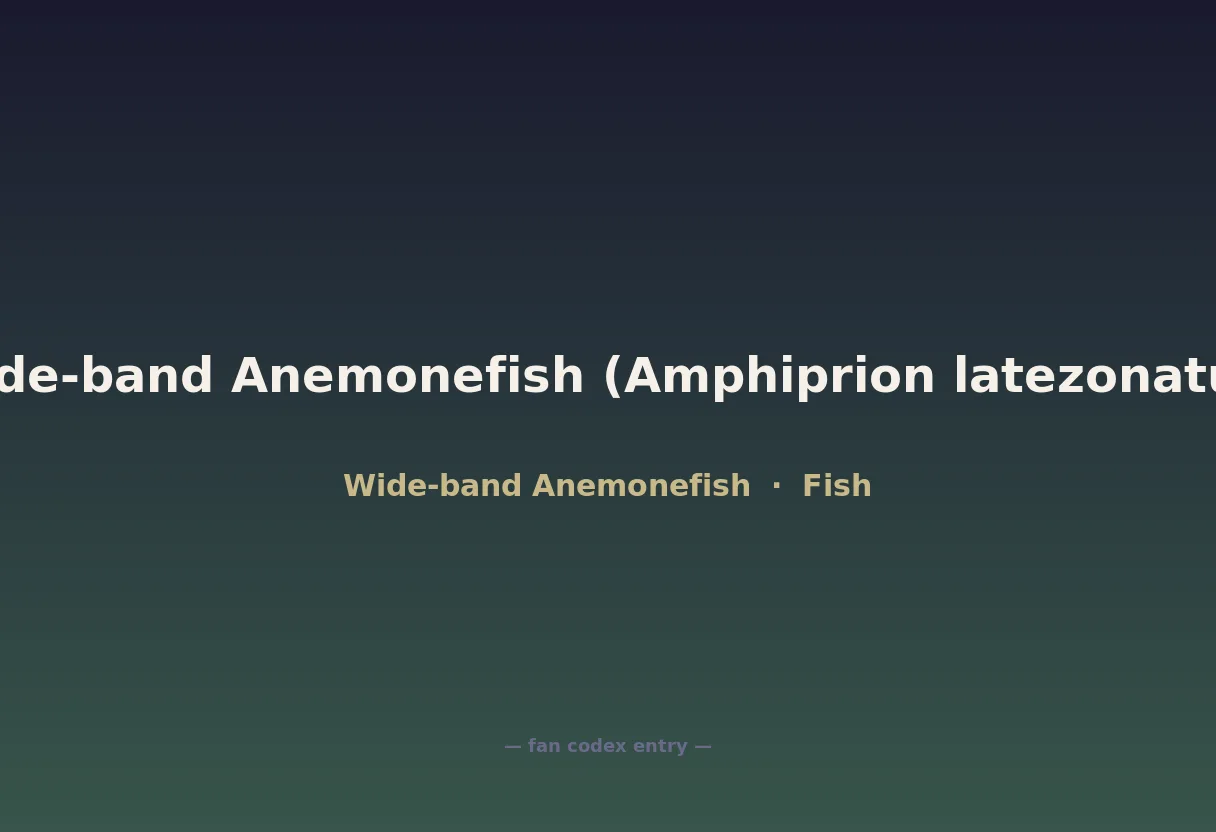 Wide-band Anemonefish (Amphiprion latezonatus)