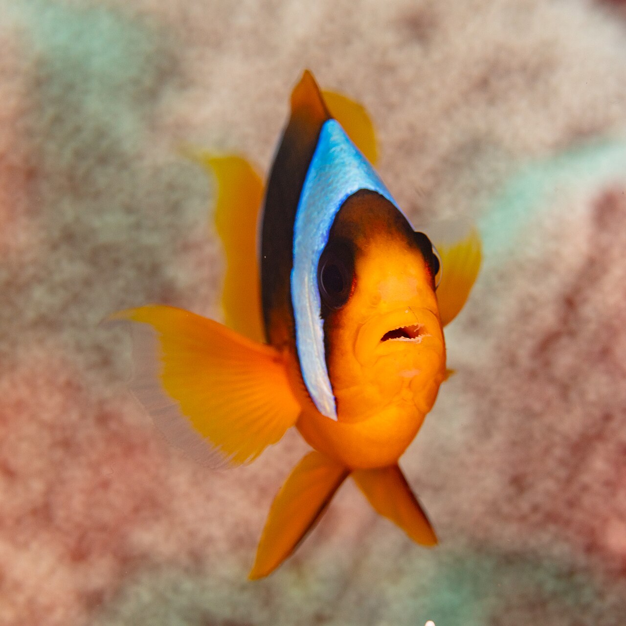 Madagascar anemonefish (Amphiprion latifasciatus)
