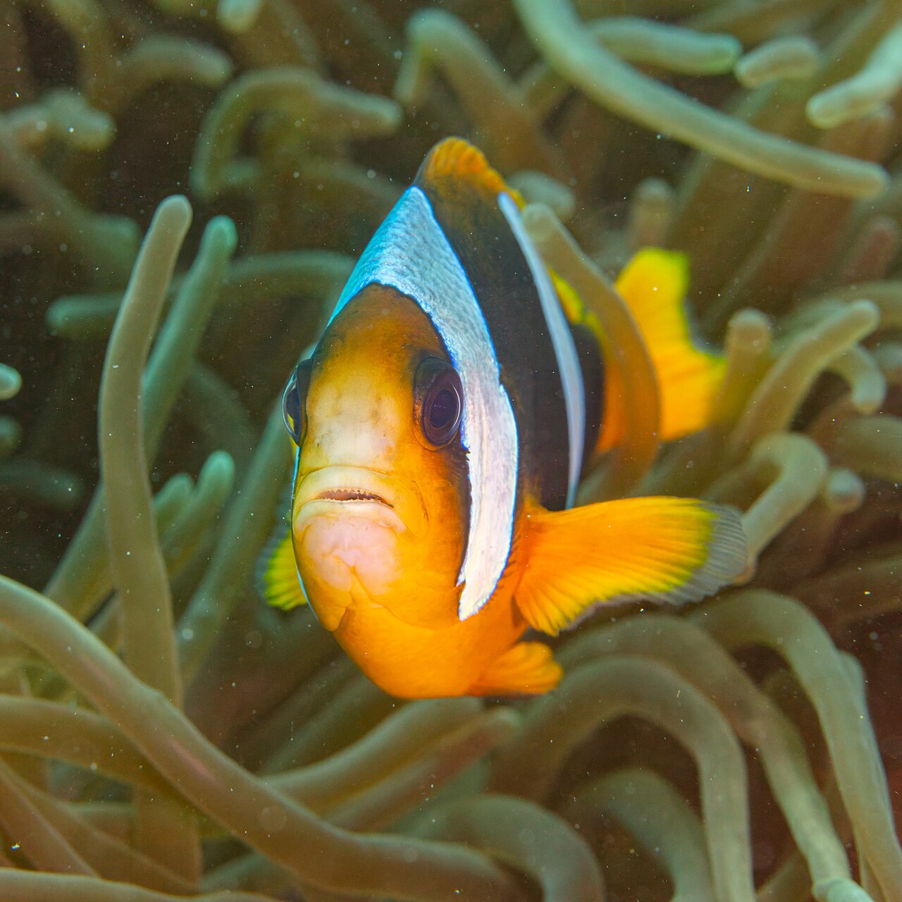 Madagascar anemonefish (Amphiprion latifasciatus)
