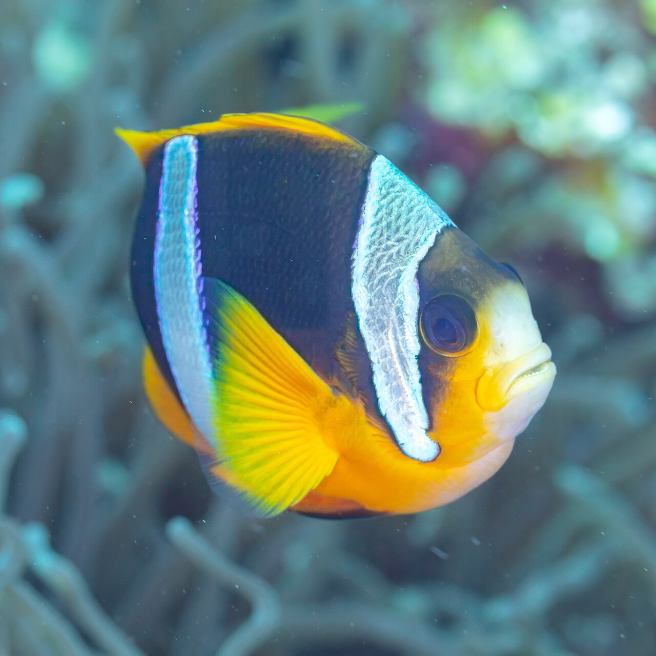 Madagascar anemonefish (Amphiprion latifasciatus)