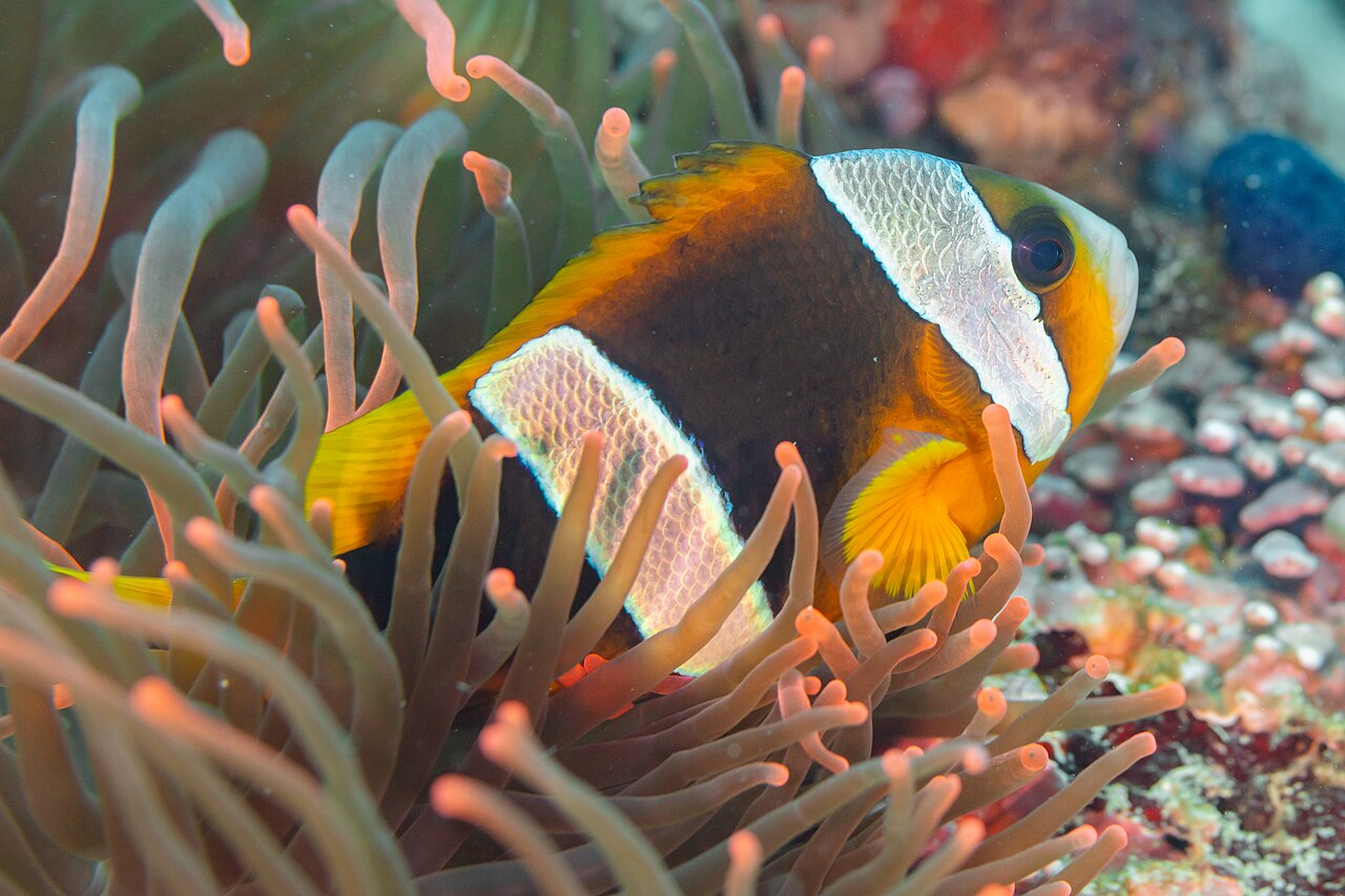 Madagascar anemonefish (Amphiprion latifasciatus)