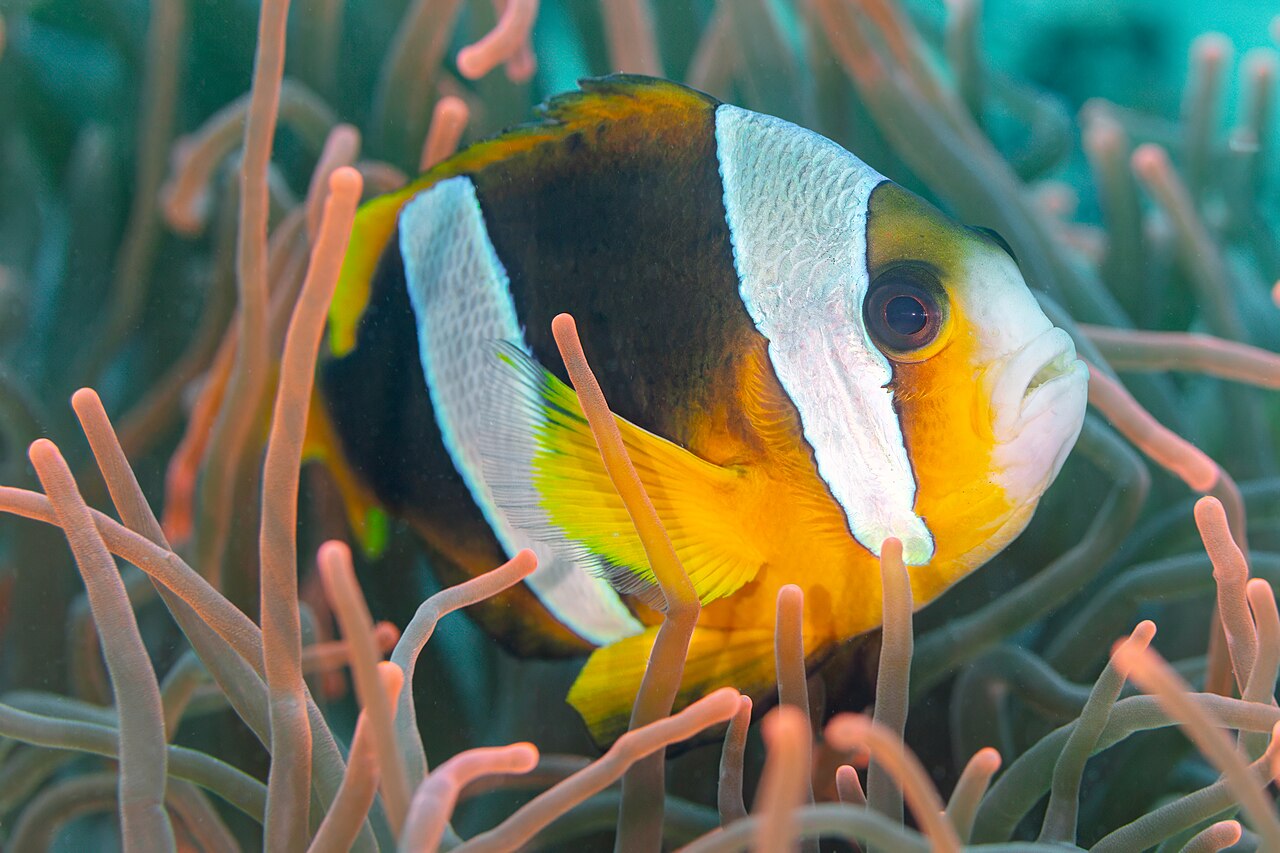 Madagascar anemonefish (Amphiprion latifasciatus)