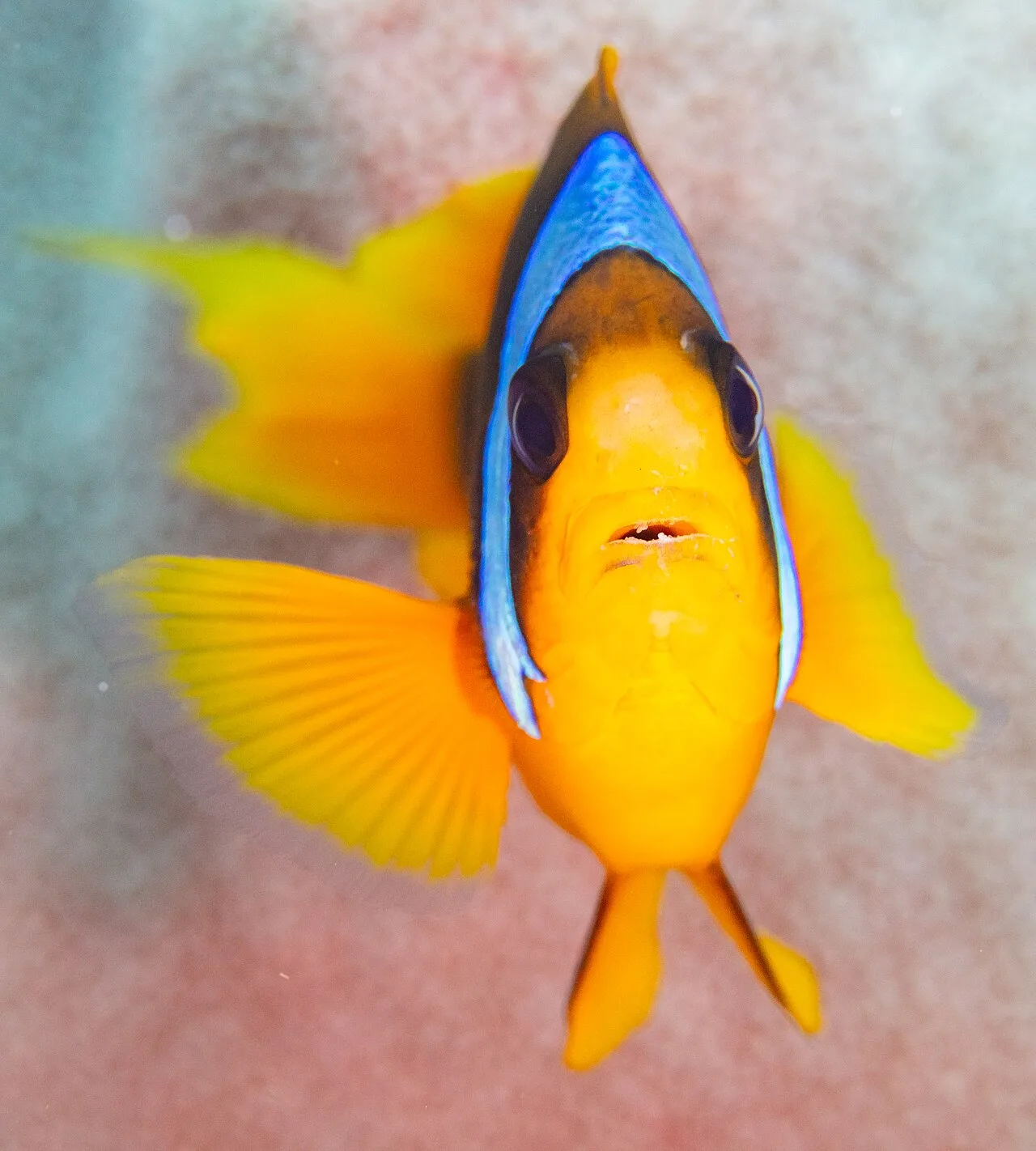 Madagascar anemonefish (Amphiprion latifasciatus)