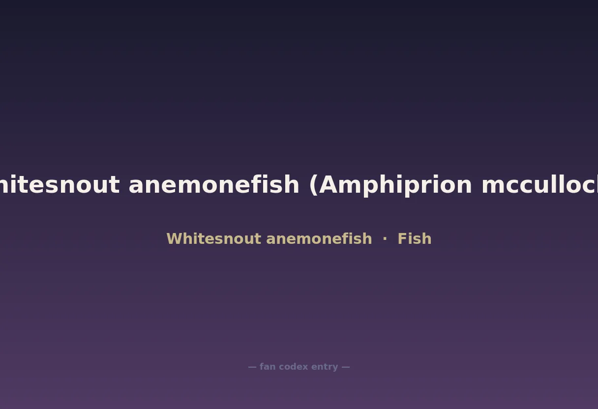 Whitesnout anemonefish (Amphiprion mccullochi)