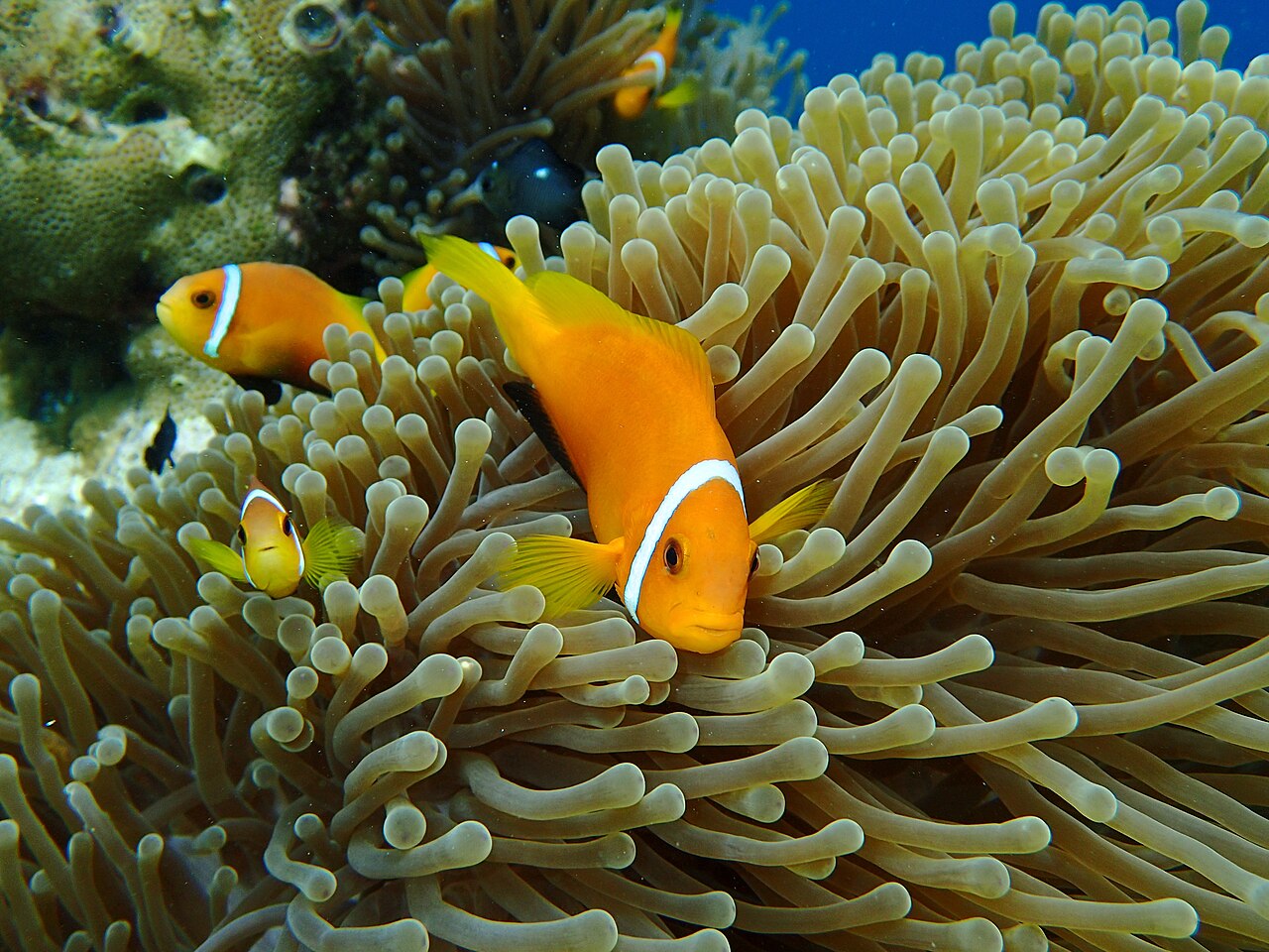 Maldive anemonefish (Amphiprion nigripes)