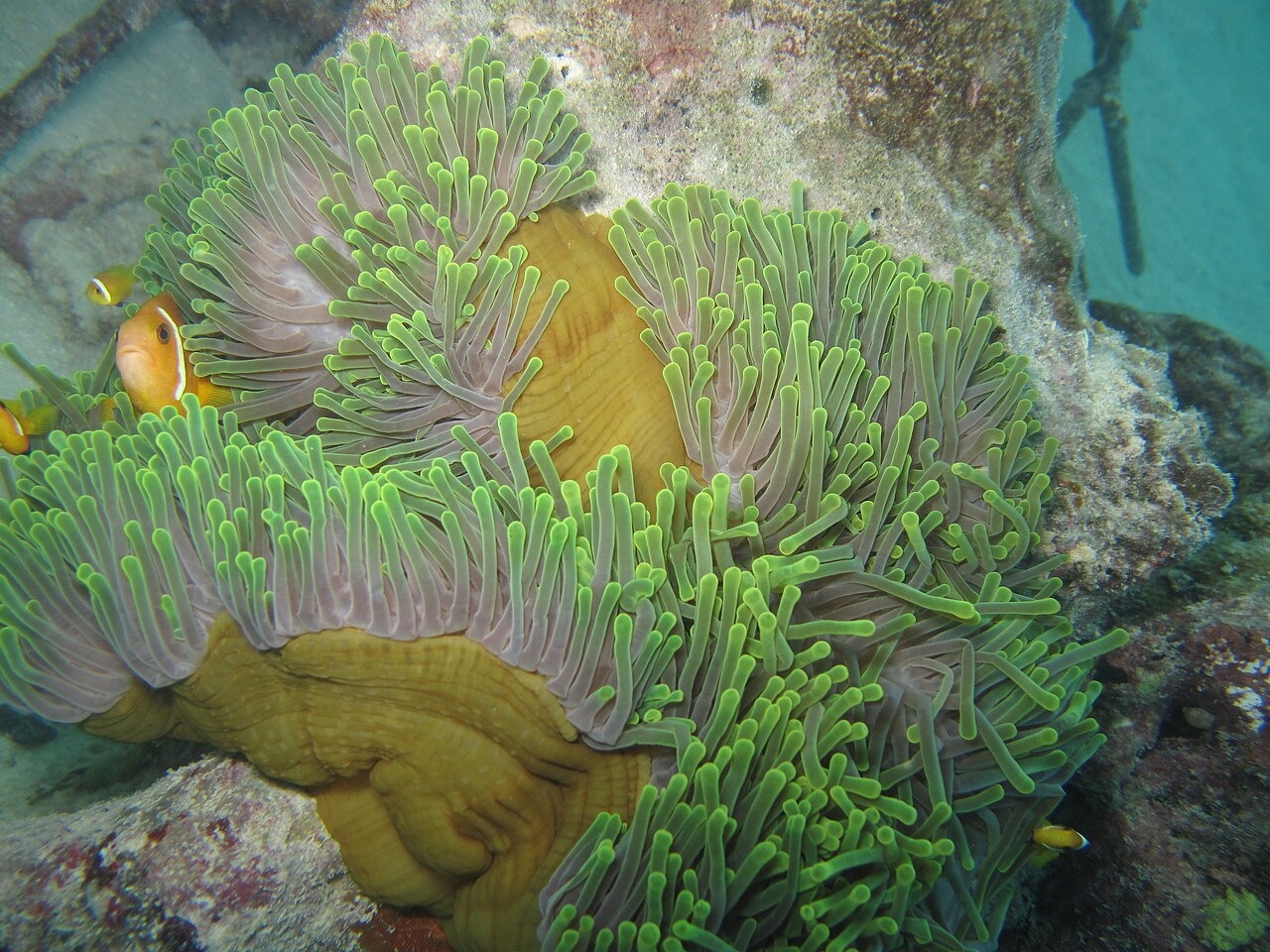 Maldive anemonefish (Amphiprion nigripes)