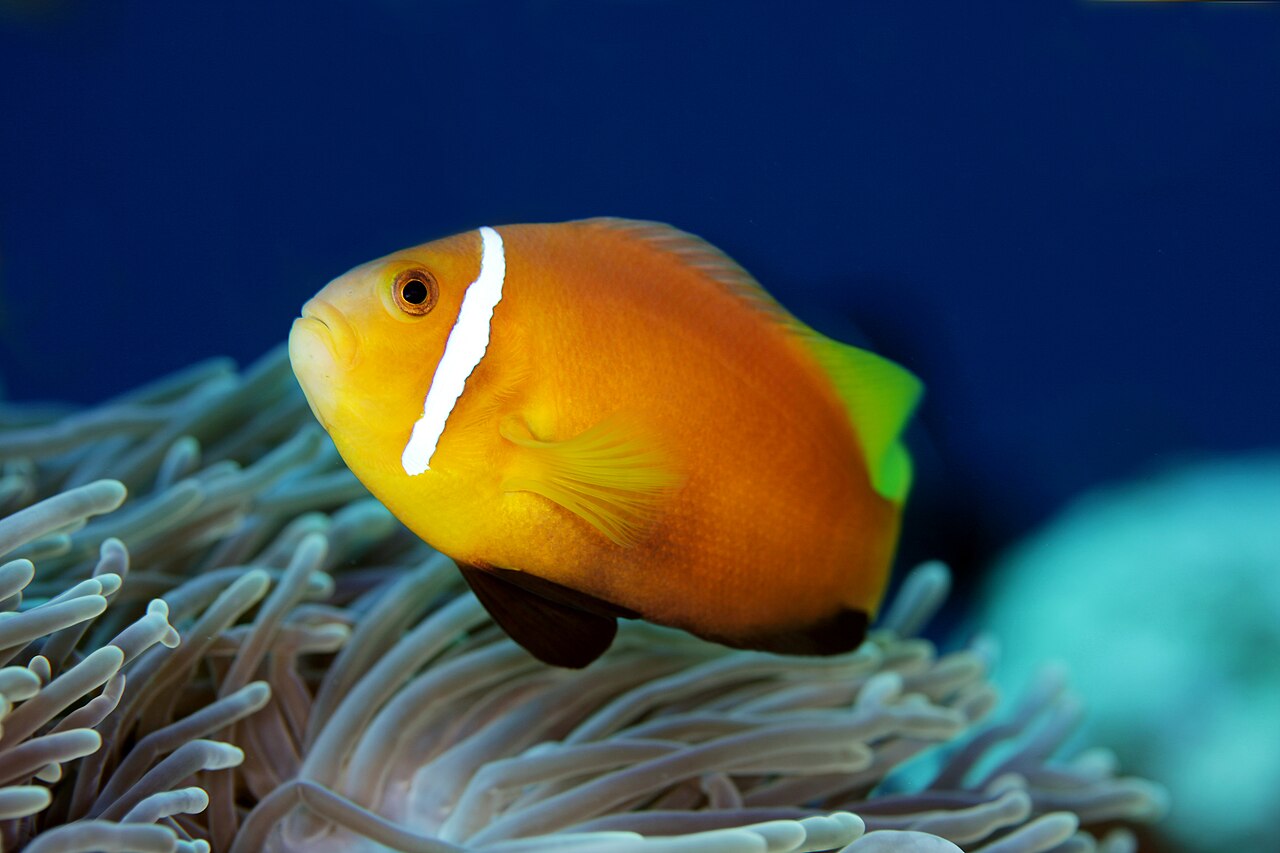 Maldive anemonefish (Amphiprion nigripes)