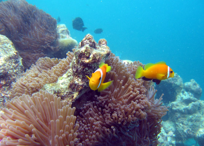 Maldive anemonefish (Amphiprion nigripes)