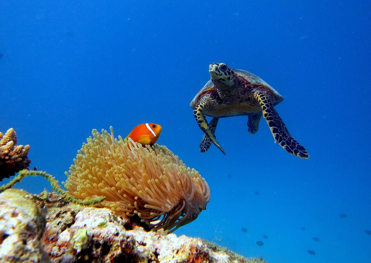 Maldive anemonefish (Amphiprion nigripes)