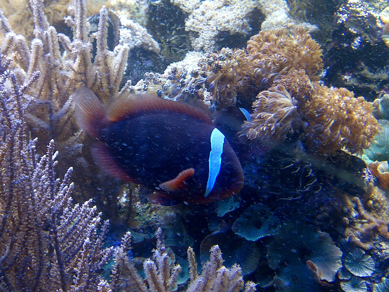 Maldive anemonefish (Amphiprion nigripes)