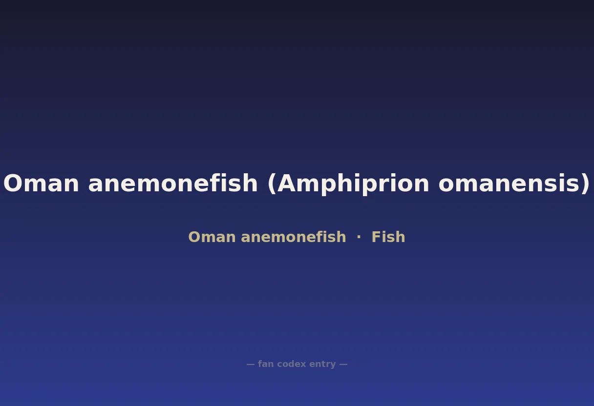 Oman anemonefish (Amphiprion omanensis)
