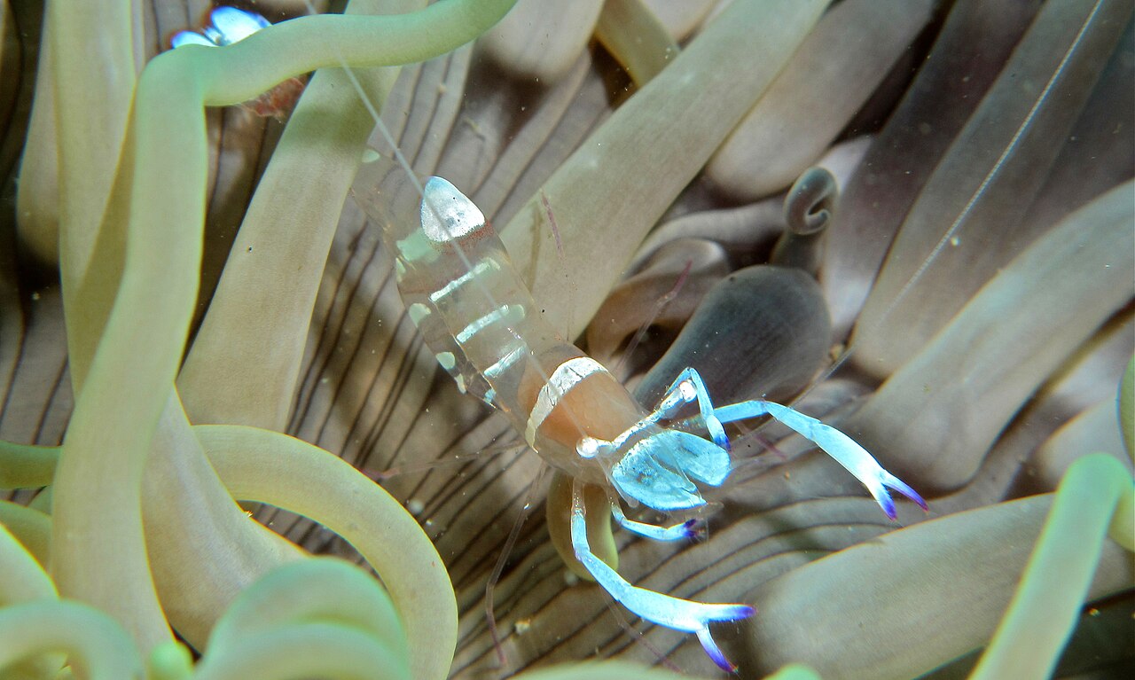 Magnificent shrimp (Ancylomenes magnificus)