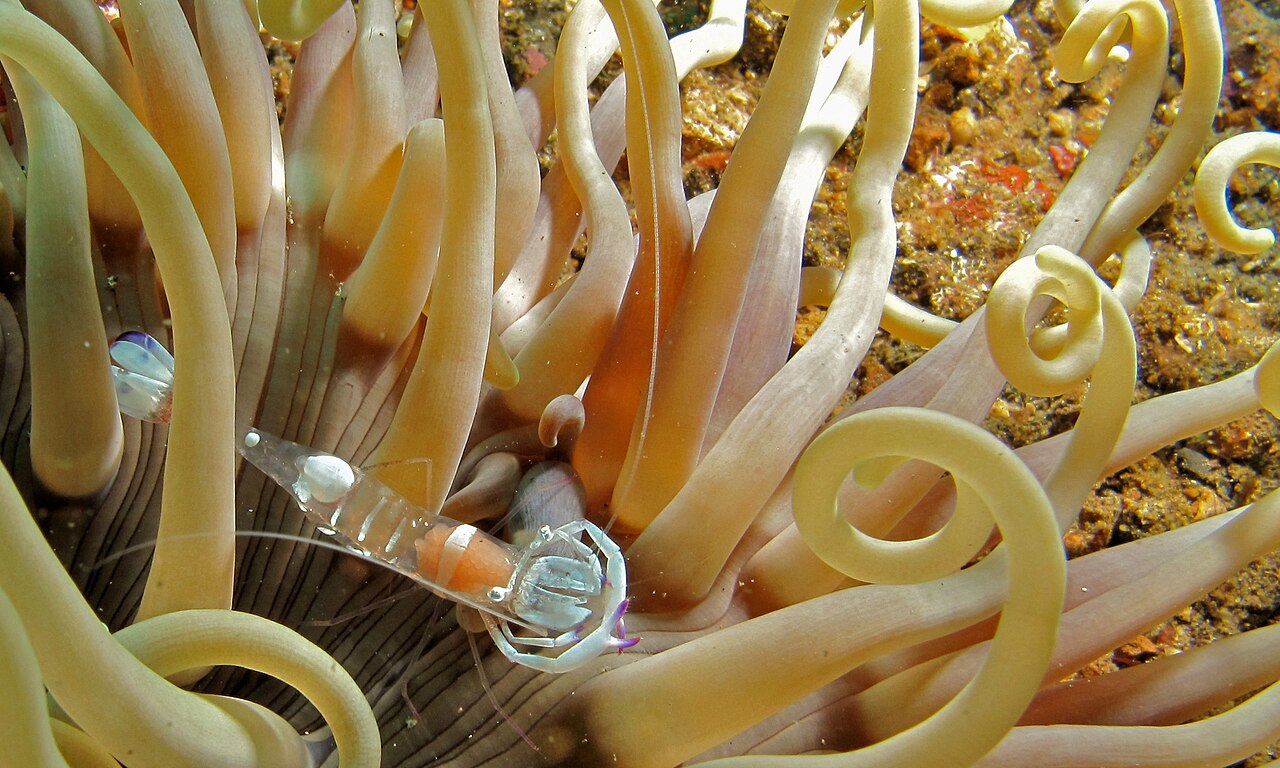 Magnificent shrimp (Ancylomenes magnificus)