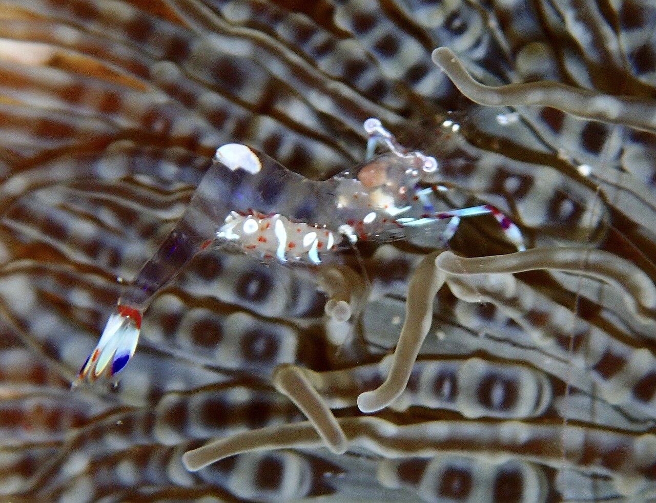 Magnificent shrimp (Ancylomenes magnificus)