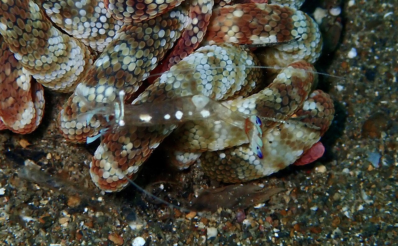 Magnificent shrimp (Ancylomenes magnificus)