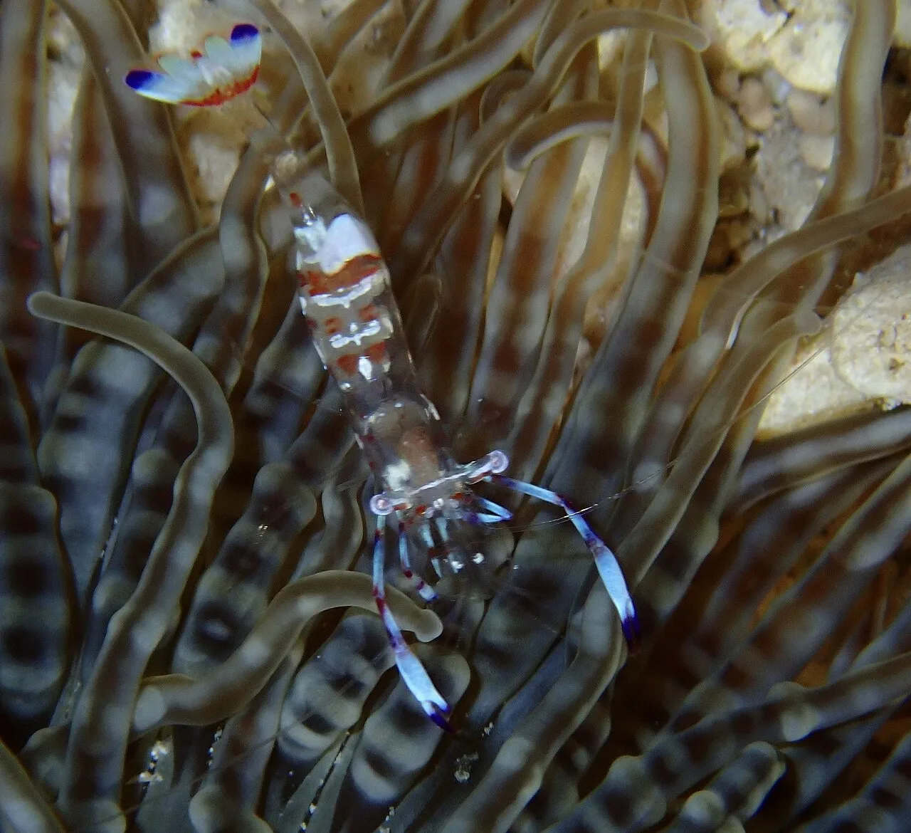 Magnificent shrimp (Ancylomenes magnificus)
