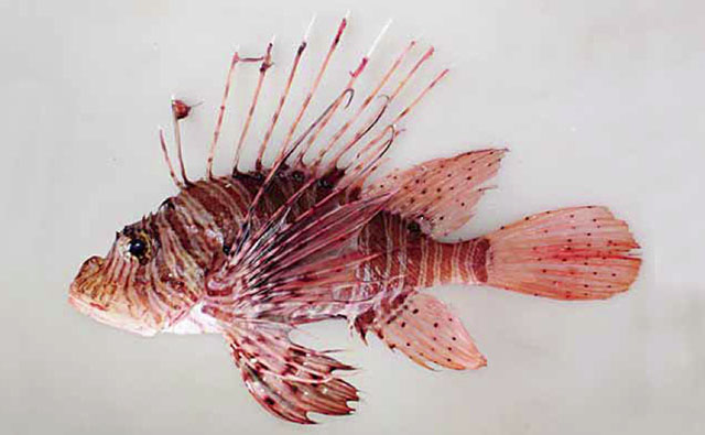 Andover lionfish (Pterois andover)