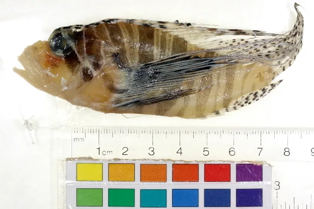 Andover lionfish (Pterois andover)