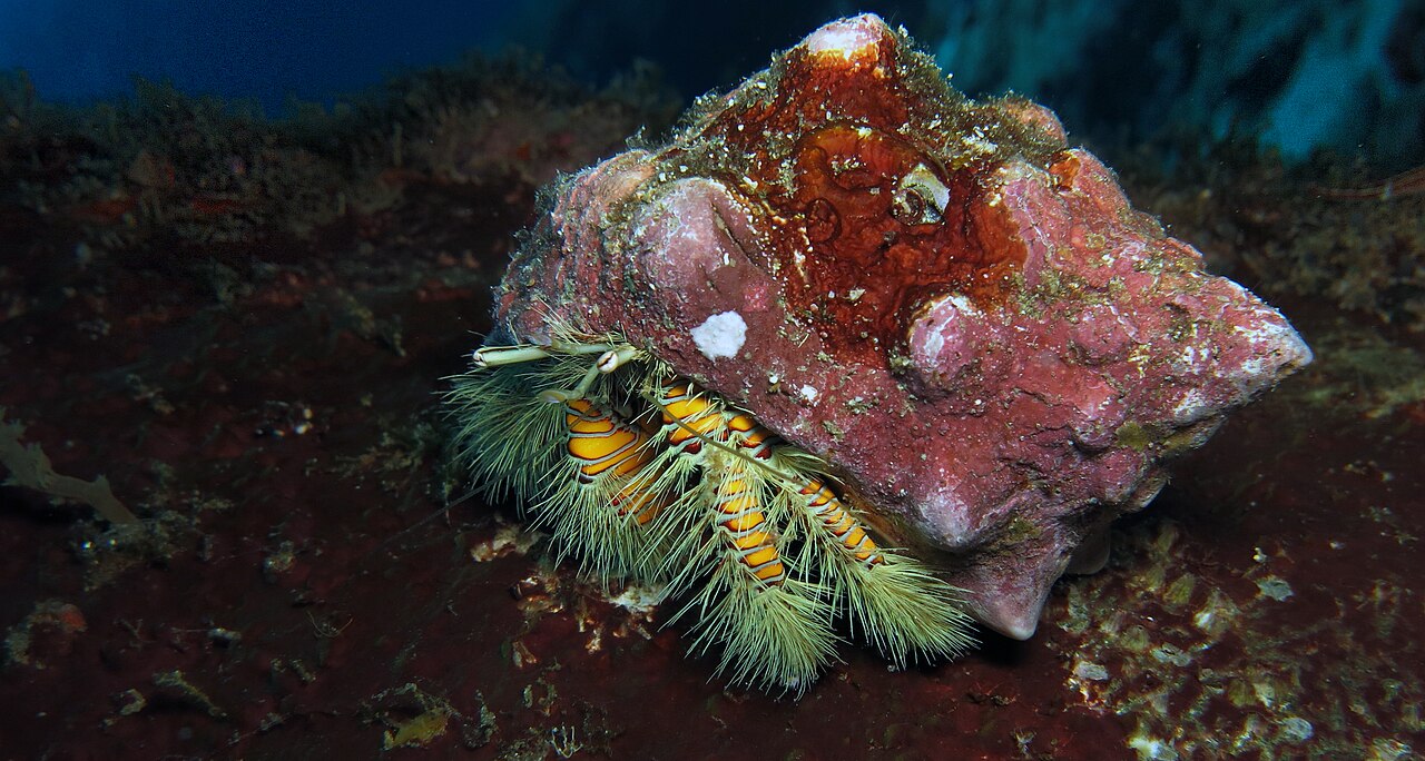 Hairy yellow hermit (Aniculus maximus)
