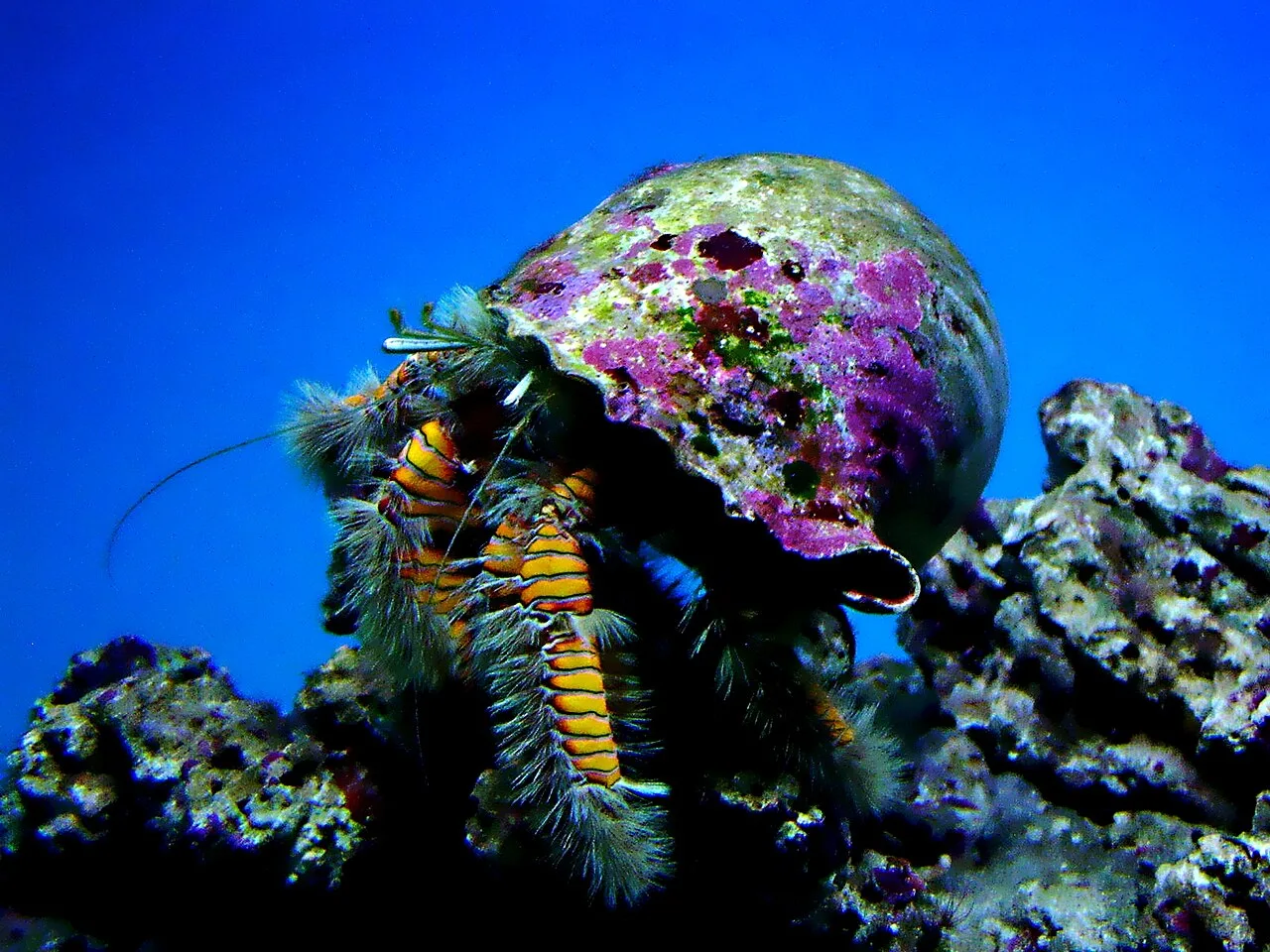 Hairy yellow hermit (Aniculus maximus)