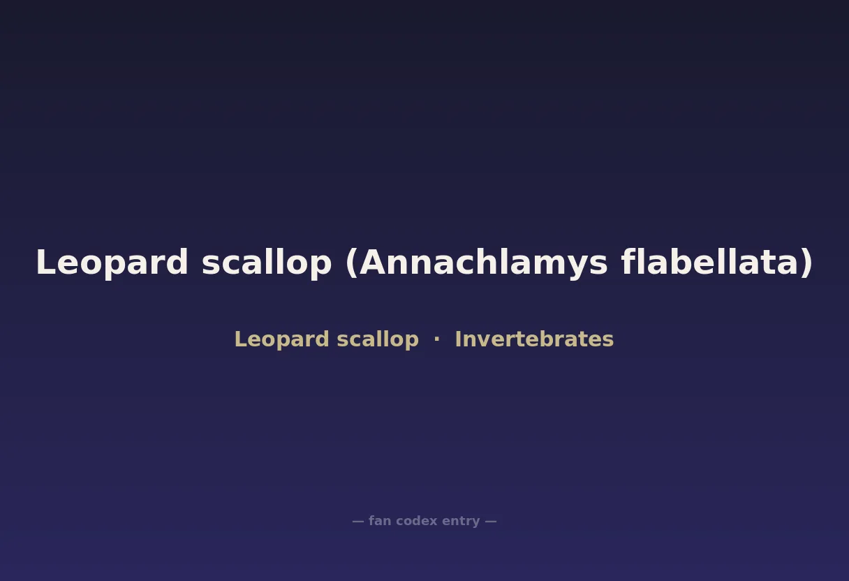 Leopard scallop (Annachlamys flabellata)