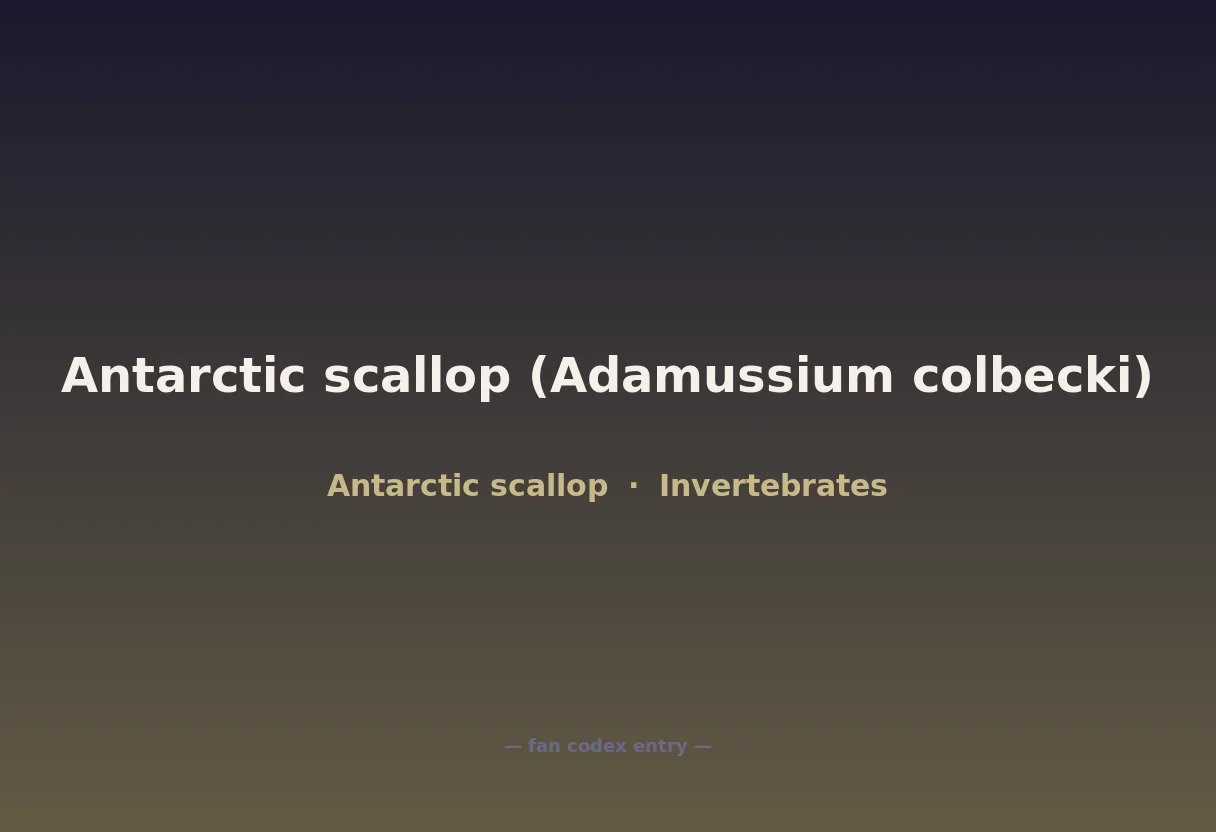 Antarctic scallop (Adamussium colbecki)