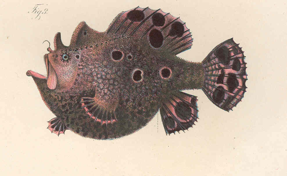 Antennarius pardalis
