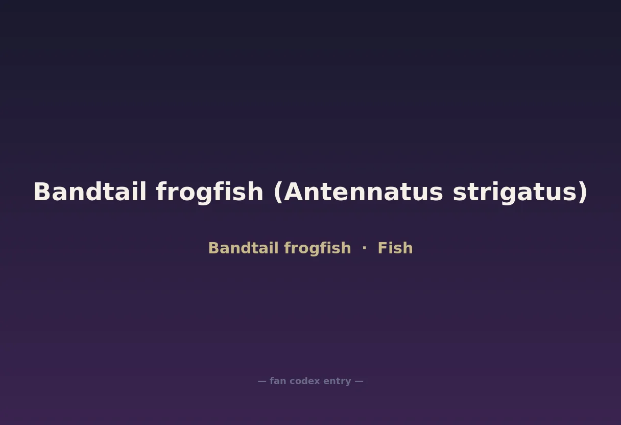 Bandtail frogfish (Antennatus strigatus)