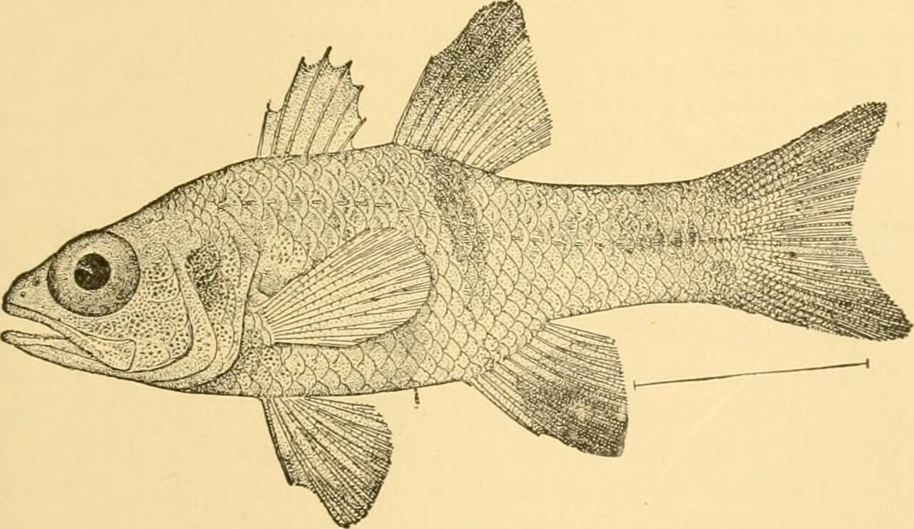 Where Cardinal fish has been recorded
