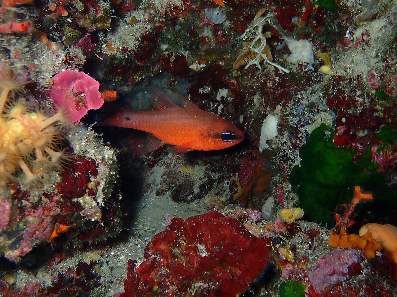Cardinal fish (Apogon imberbis)