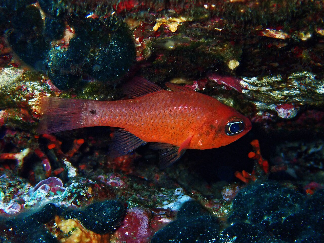 Cardinal fish (Apogon imberbis)